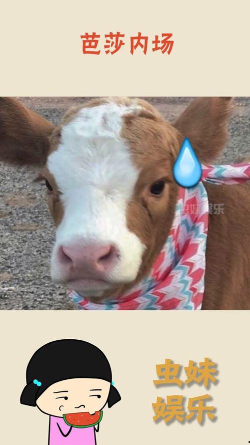 娱乐吃瓜酱狗子,揭秘娱乐圈那些不为人知的幕后故事  第2张